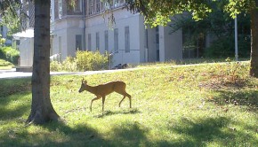 Reh im Spital Steinhof