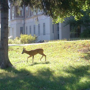 Reh im Spital Steinhof